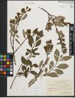 Foto von Salix phylicifolia L.